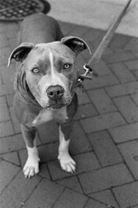 Prada the pit bull gets a death row reprieve 